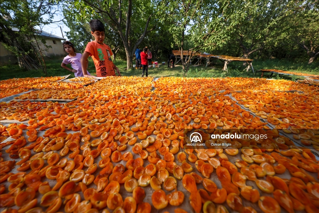 Van'da kadınlar kışlık ihtiyaçları için kayısı kurutuyor