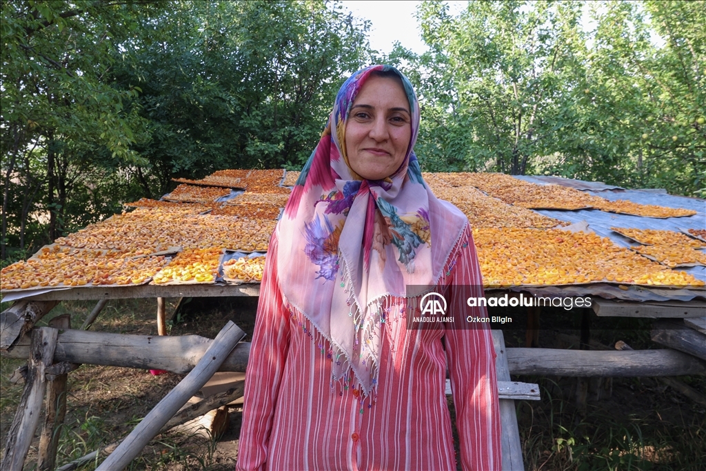 Van'da kadınlar kışlık ihtiyaçları için kayısı kurutuyor