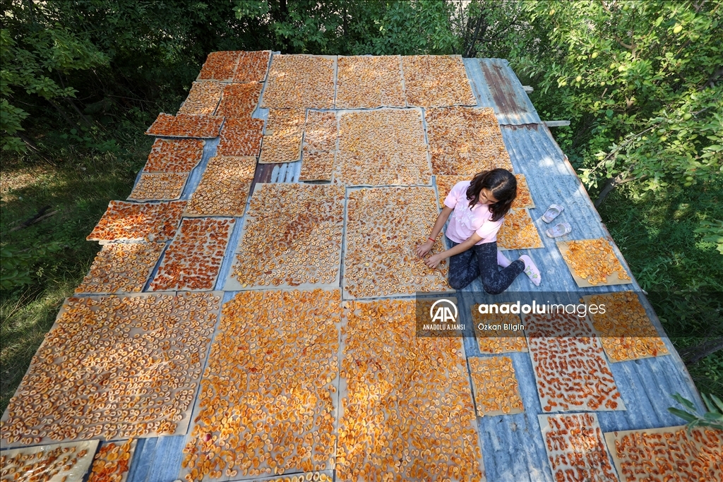 Van'da kadınlar kışlık ihtiyaçları için kayısı kurutuyor