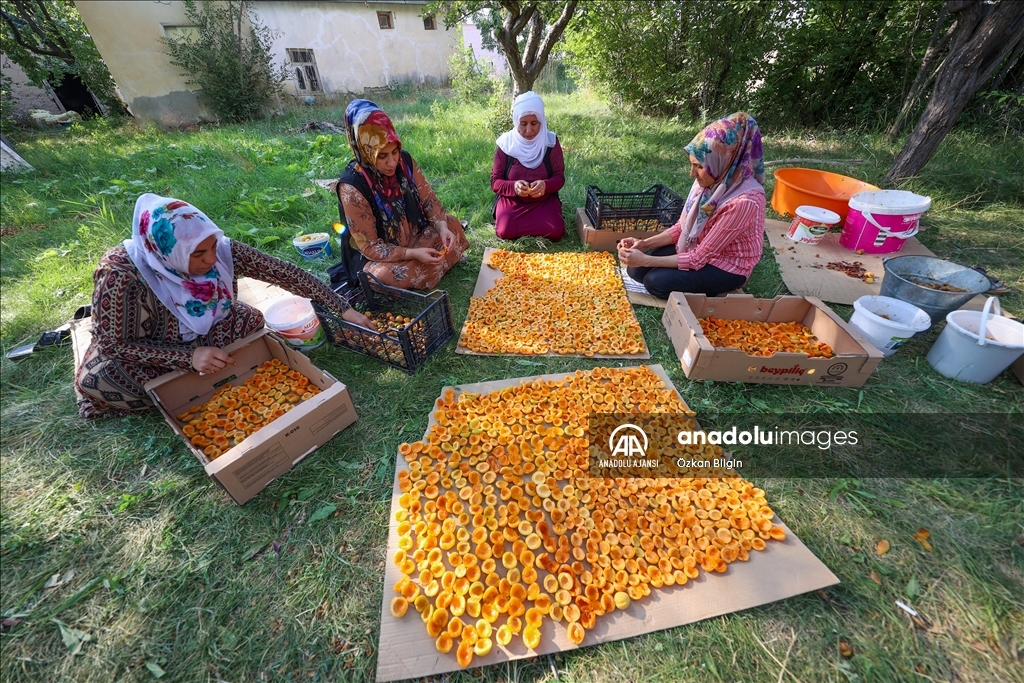 Van'da kadınlar kışlık ihtiyaçları için kayısı kurutuyor
