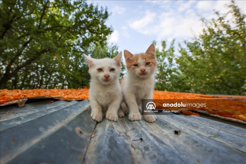 Van'da kadınlar kışlık ihtiyaçları için kayısı kurutuyor