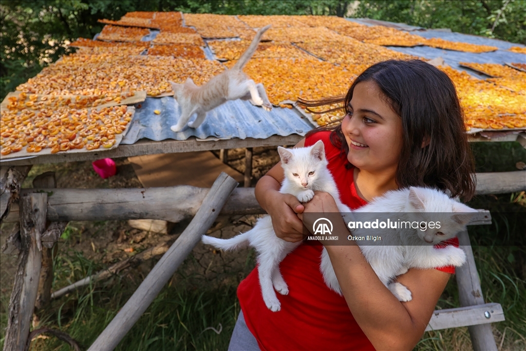 Van'da kadınlar kışlık ihtiyaçları için kayısı kurutuyor