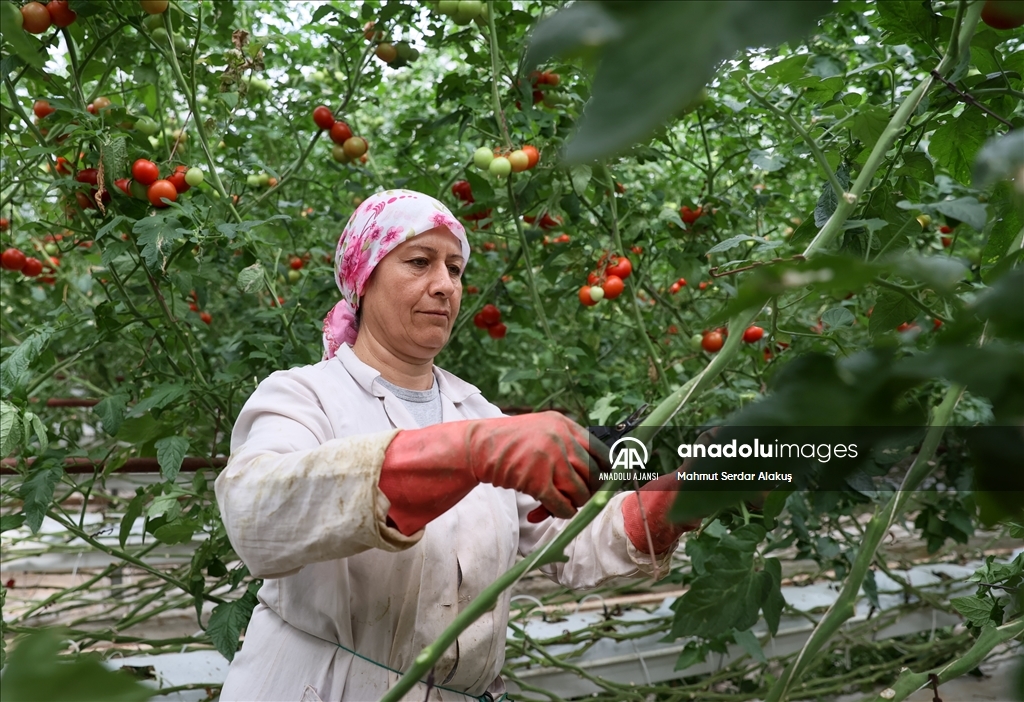 Tarımsal üretimde çevreci ve ekonomik sistem: Jeotermal seralar