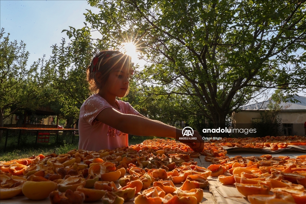 Van'da kadınlar kışlık ihtiyaçları için kayısı kurutuyor