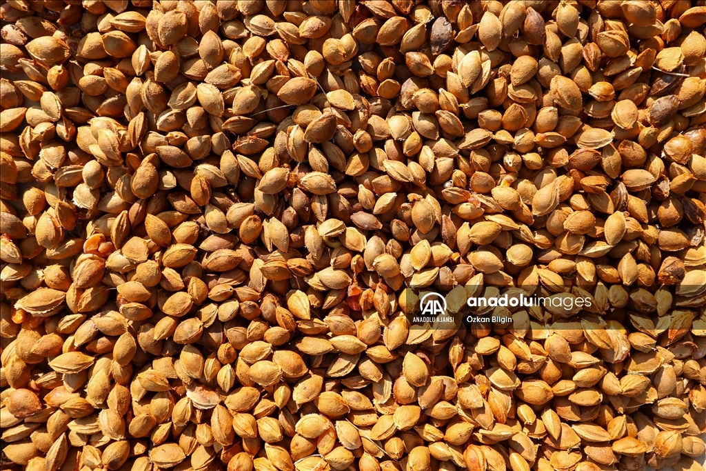 Van'da kadınlar kışlık ihtiyaçları için kayısı kurutuyor