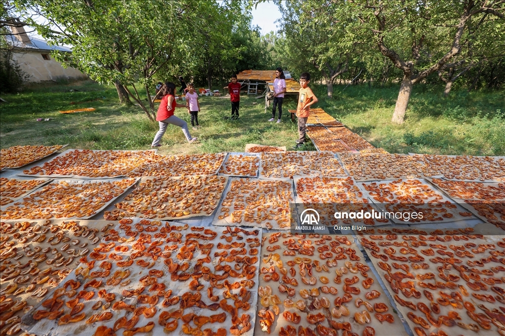 Van'da kadınlar kışlık ihtiyaçları için kayısı kurutuyor