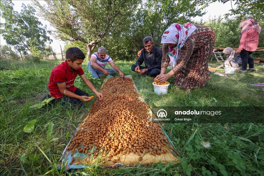 Van'da kadınlar kışlık ihtiyaçları için kayısı kurutuyor