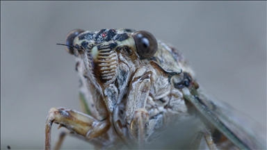 Yaz aylarının gürültücü küçük canlısı: Ağustos Böceği