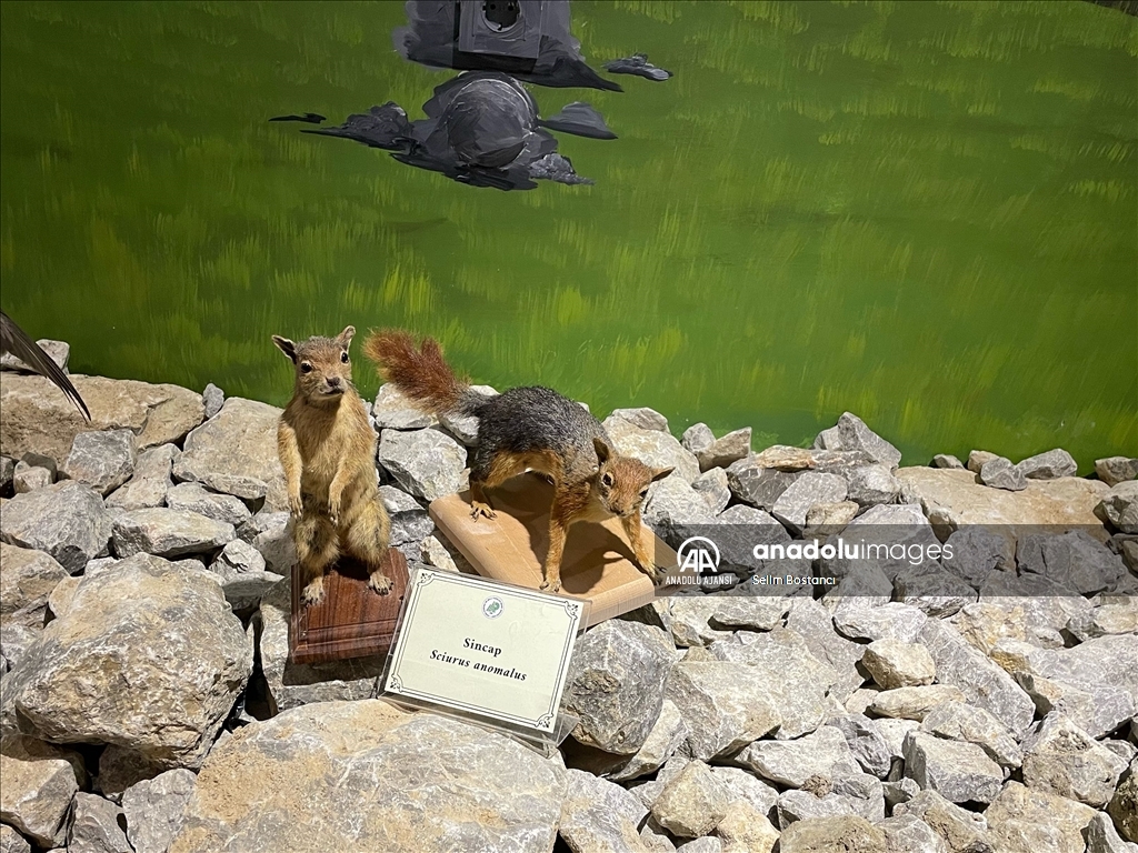Bartın'da vahşi hayvanların tahnitinin sergileneceği müzenin açılışı yapıldı