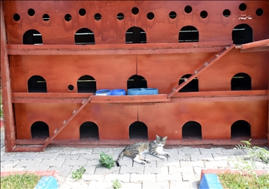 Turkiye: ”Mačje selo“ dom za mačke koje imaju poteškoća, čekaju mlade kao i za ostavljene mačiće 