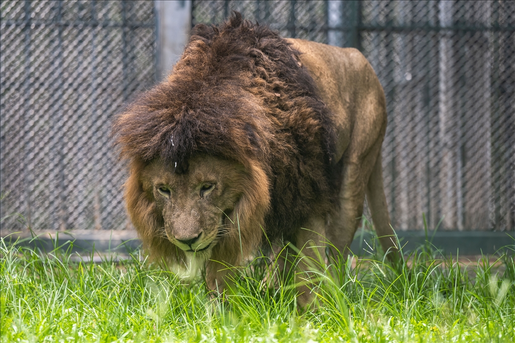 World Lion Day in China’s Guangzhou