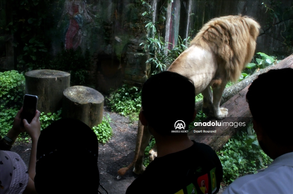 Lions of Indonesian Safari Park in Bogor