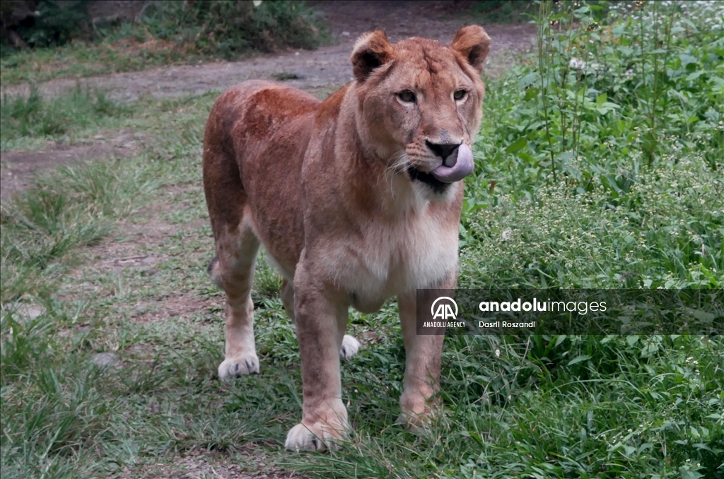 Lions of Indonesian Safari Park in Bogor