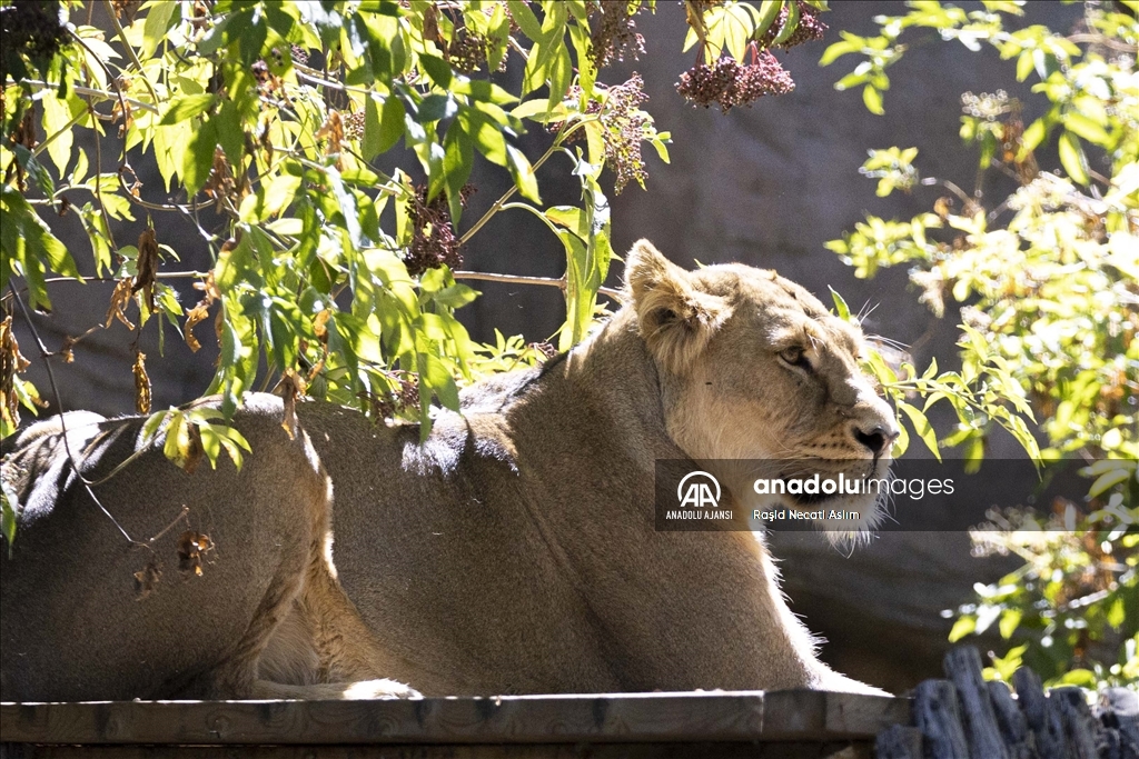 Londra'da Dünya Aslan Günü