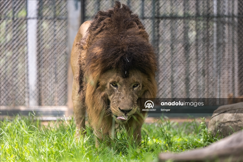 World Lion Day in China’s Guangzhou