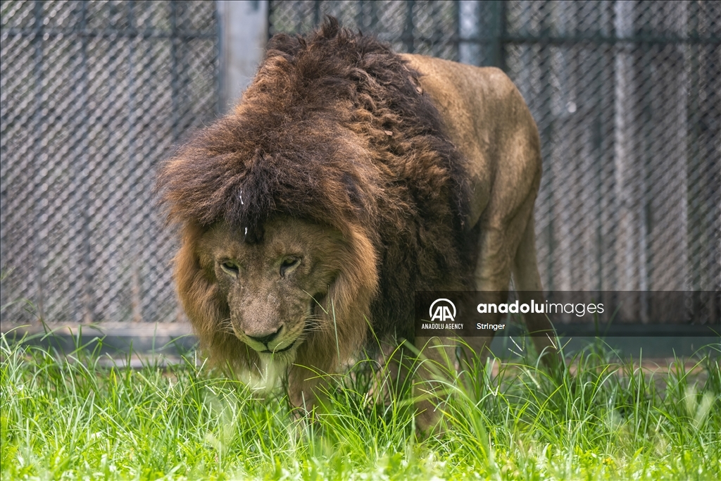 World Lion Day in China’s Guangzhou