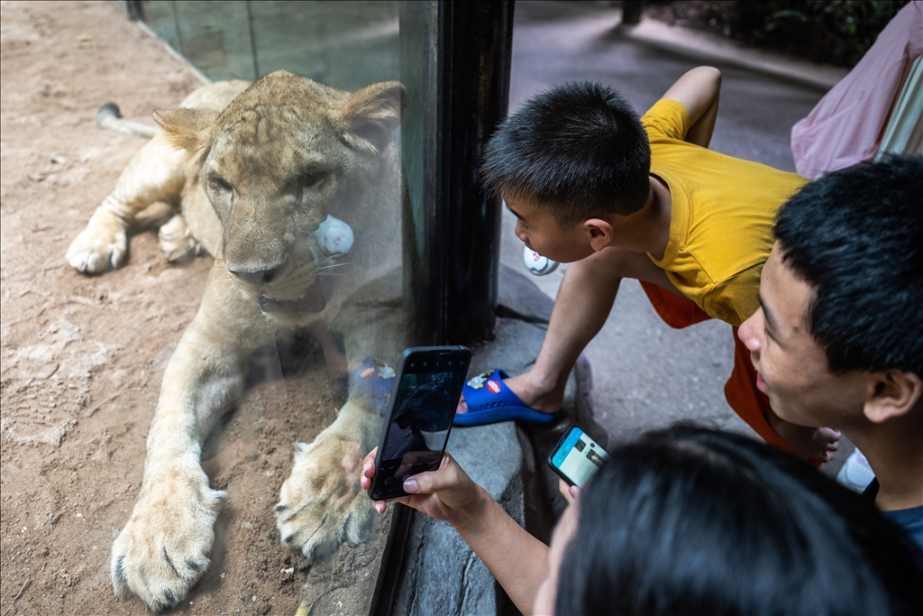 World Lion Day in China’s Guangzhou