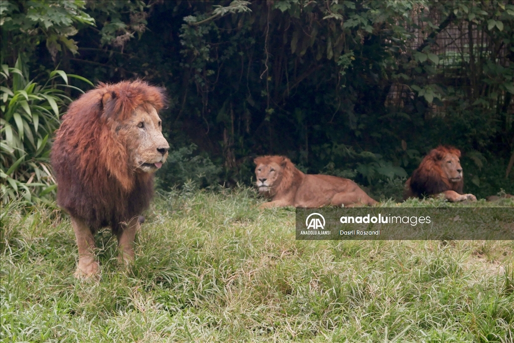 Endonezya'da Dünya Aslan Günü
