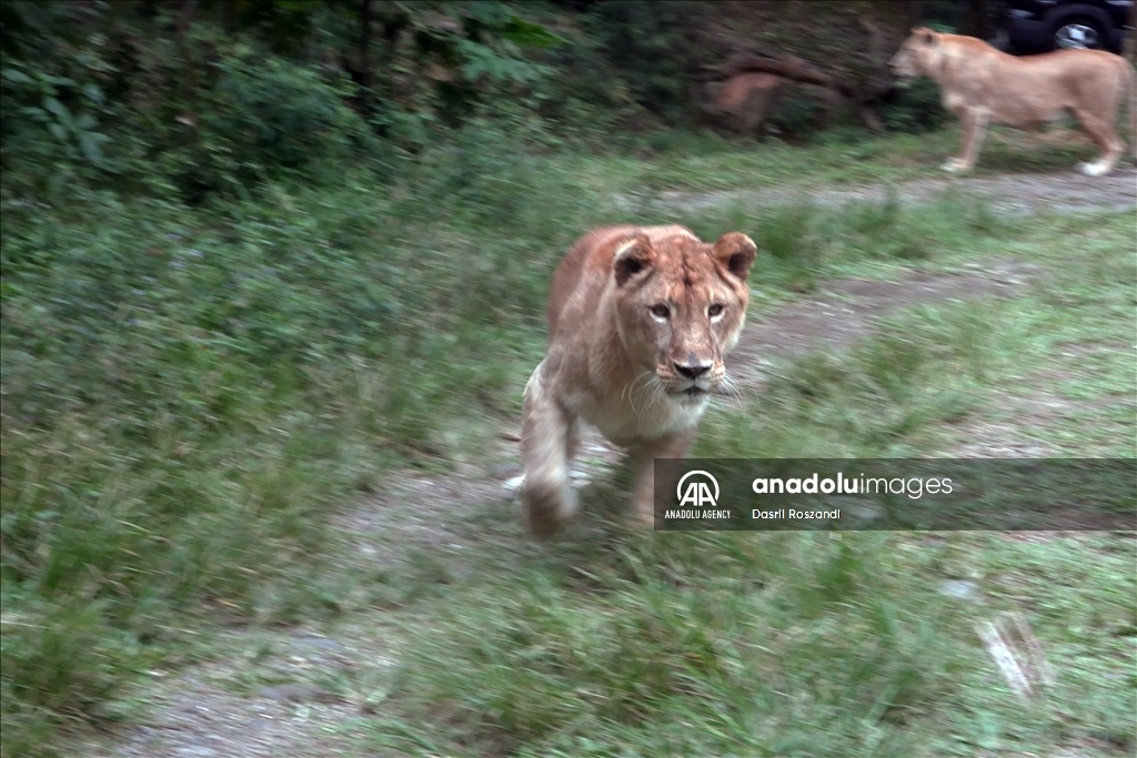 Lions of Indonesian Safari Park in Bogor