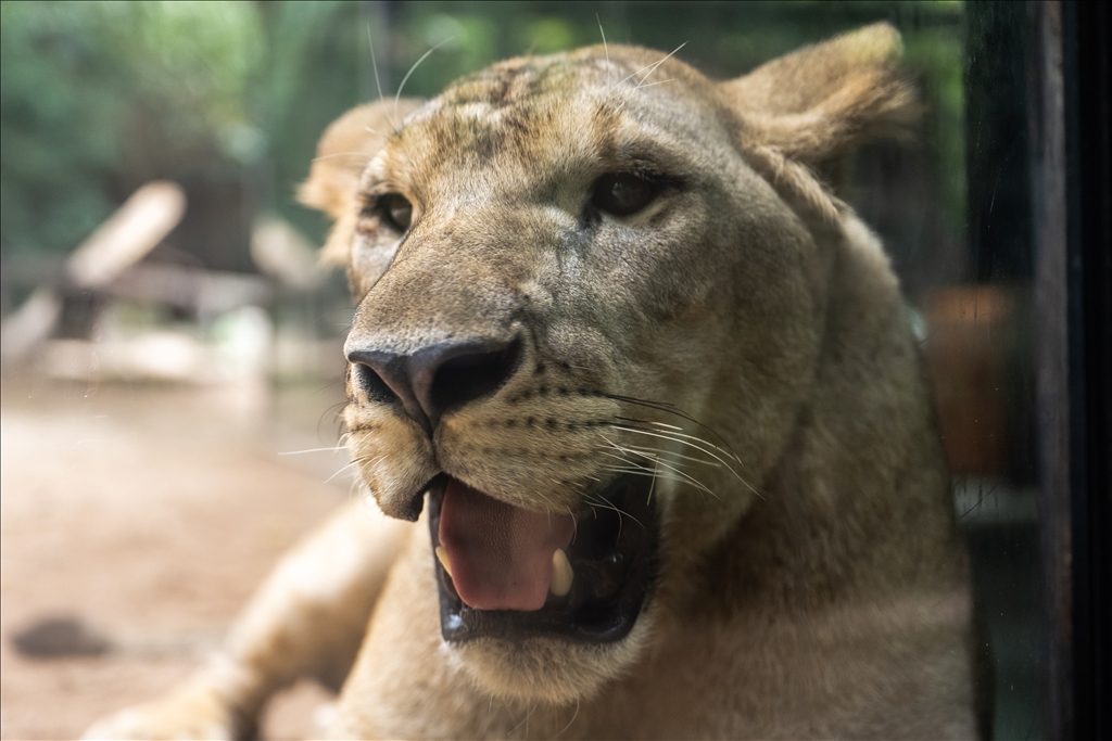 World Lion Day in China’s Guangzhou