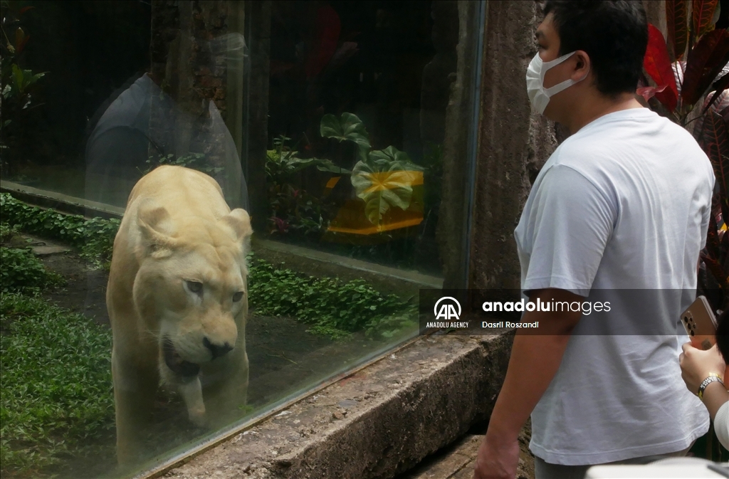 Lions of Indonesian Safari Park in Bogor