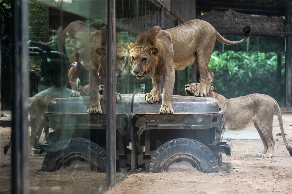 World Lion Day in China’s Guangzhou