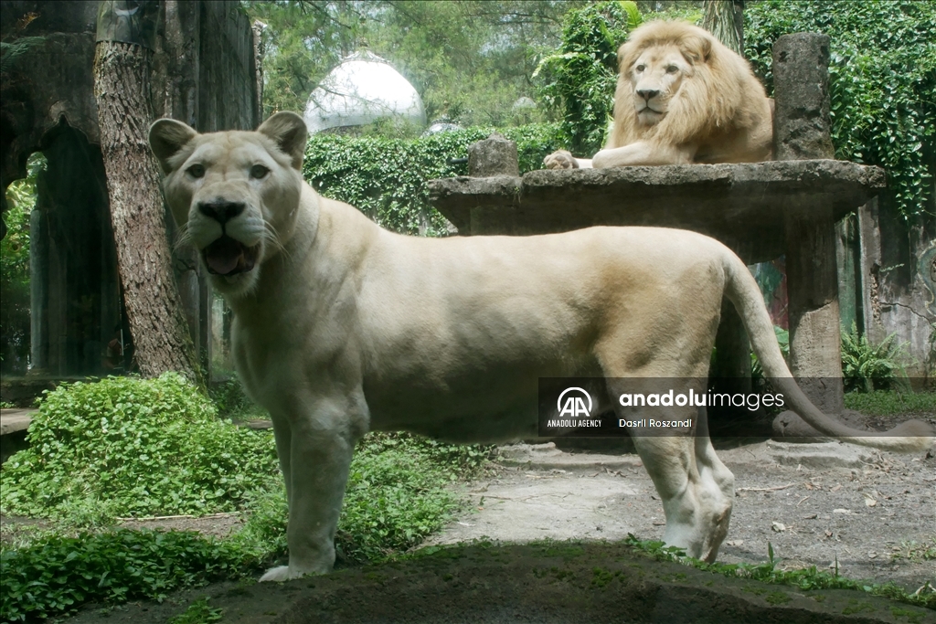 Lions of Indonesian Safari Park in Bogor
