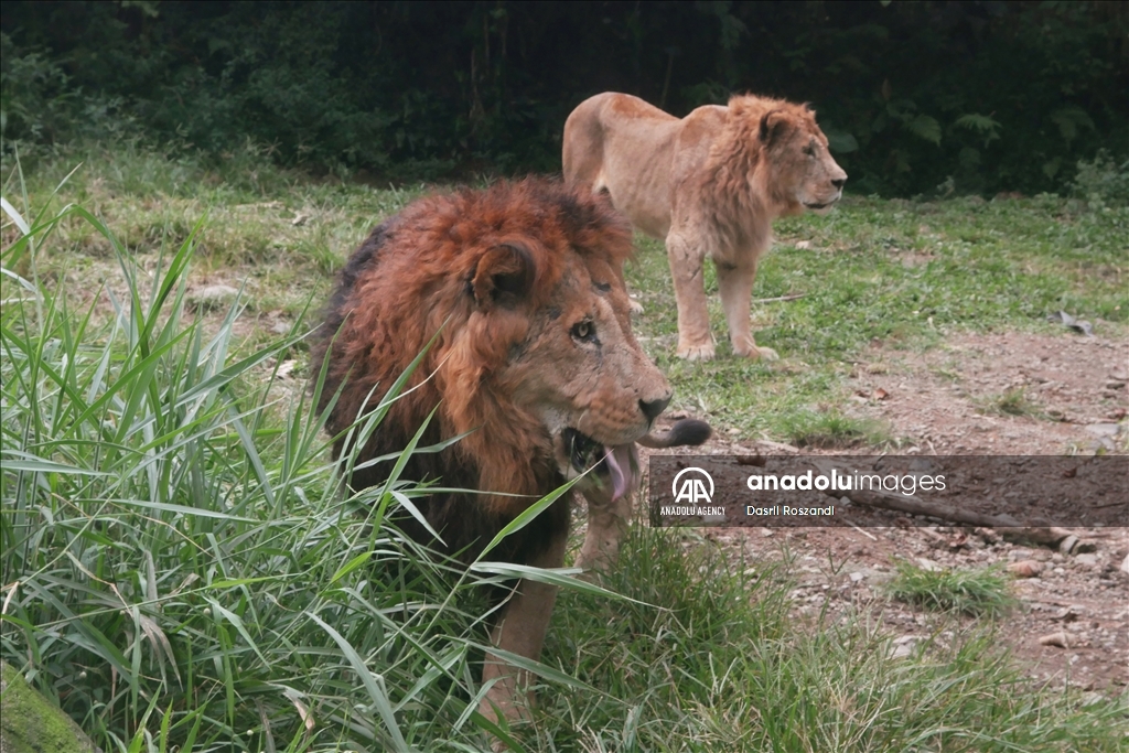 Lions of Indonesian Safari Park in Bogor