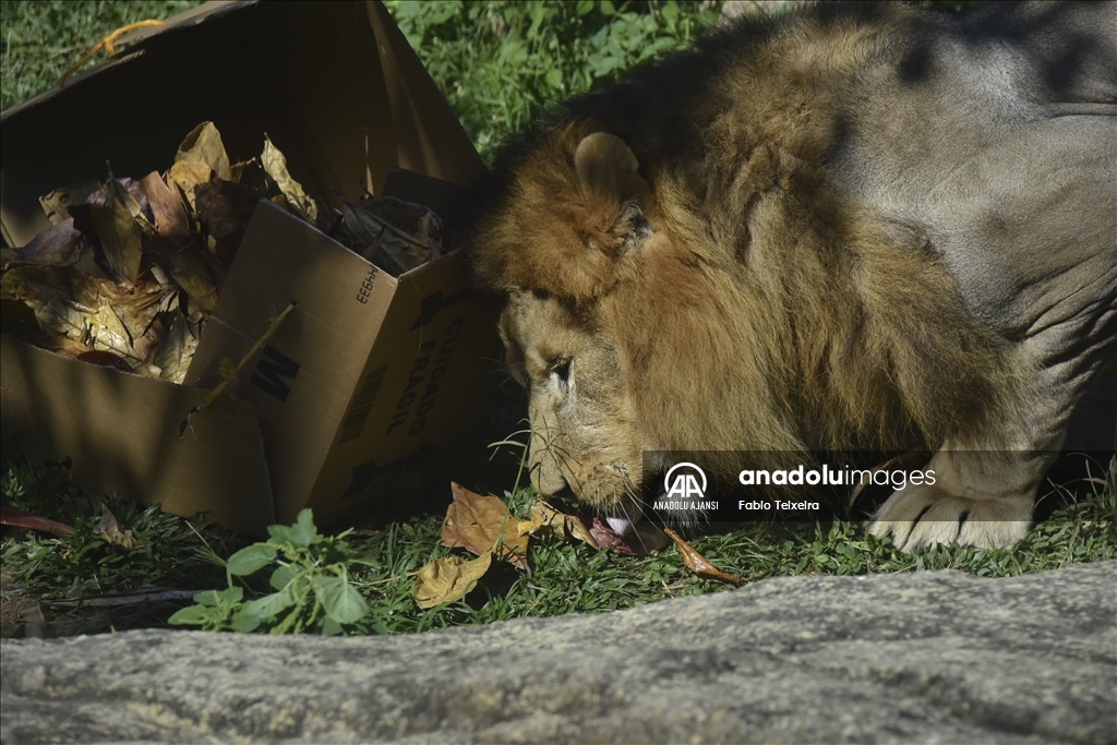 Brezilya'da Dünya Aslan Günü