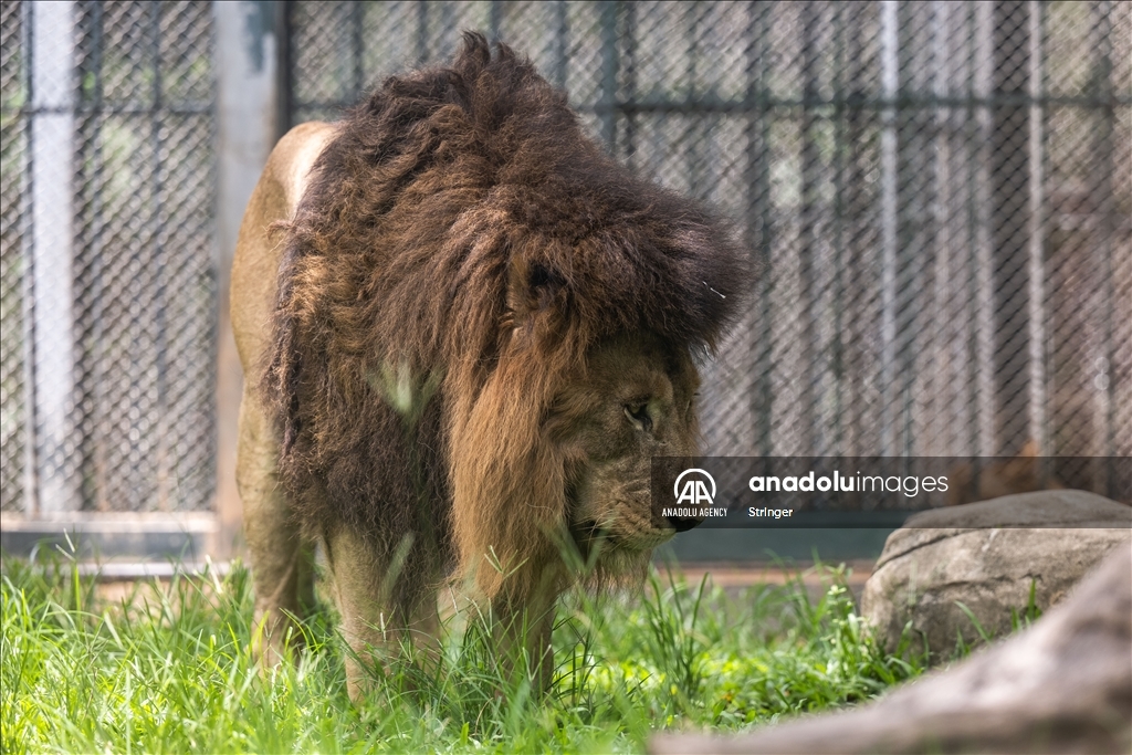 World Lion Day in China’s Guangzhou