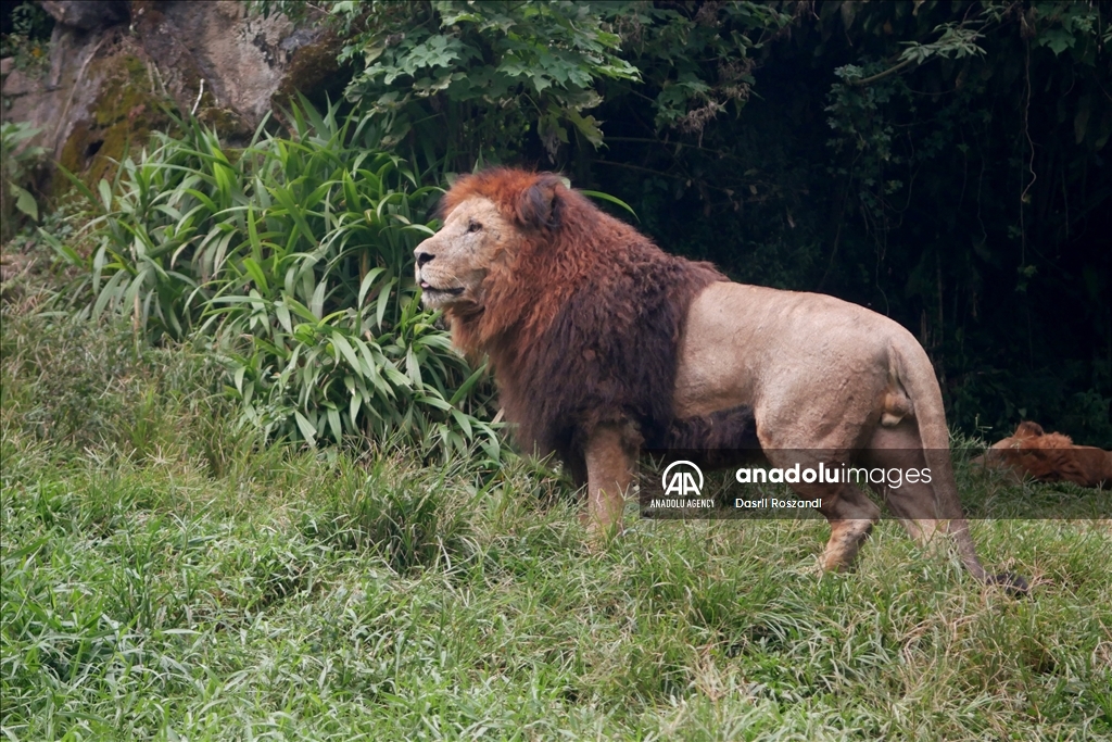 Lions of Indonesian Safari Park in Bogor