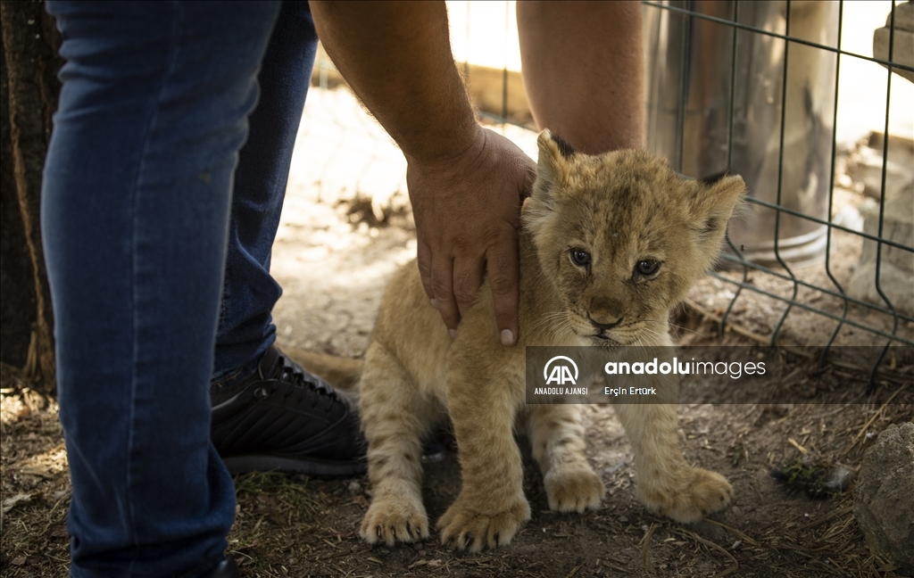  Dünya Aslan Günü