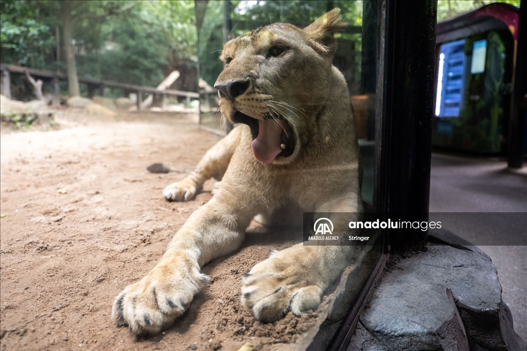 World Lion Day in China’s Guangzhou