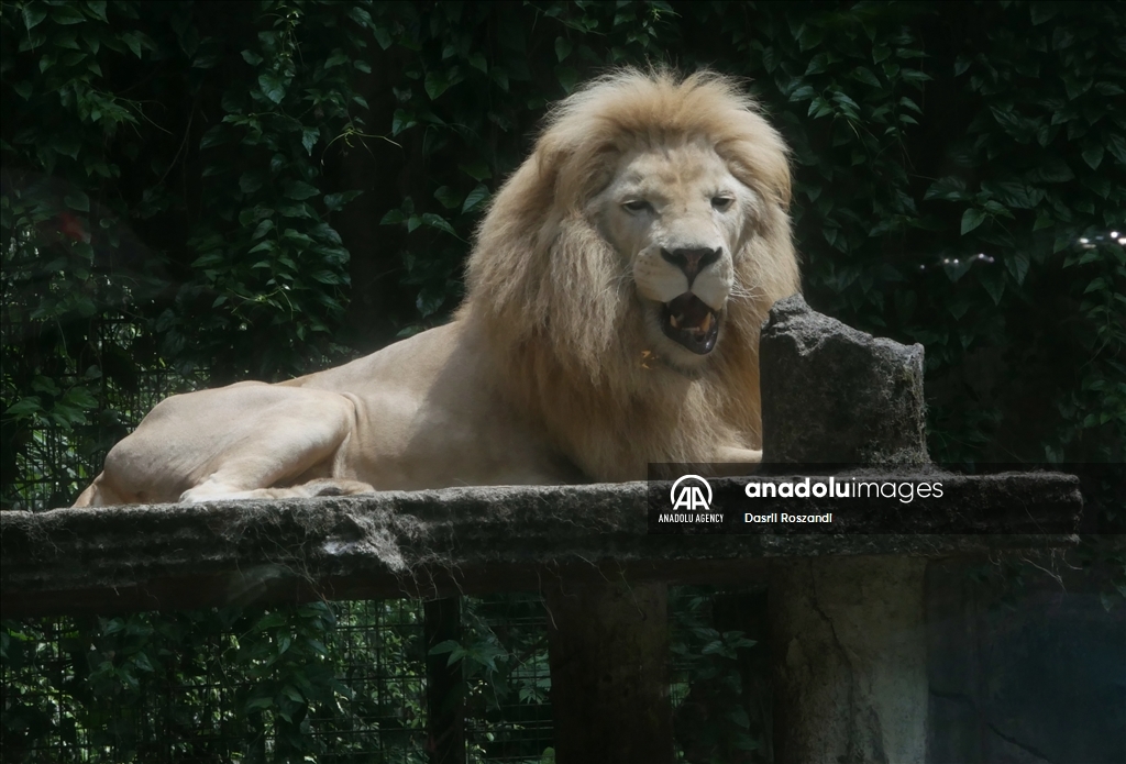 Lions of Indonesian Safari Park in Bogor