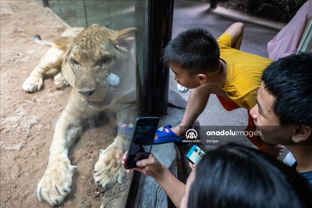 World Lion Day in China’s Guangzhou