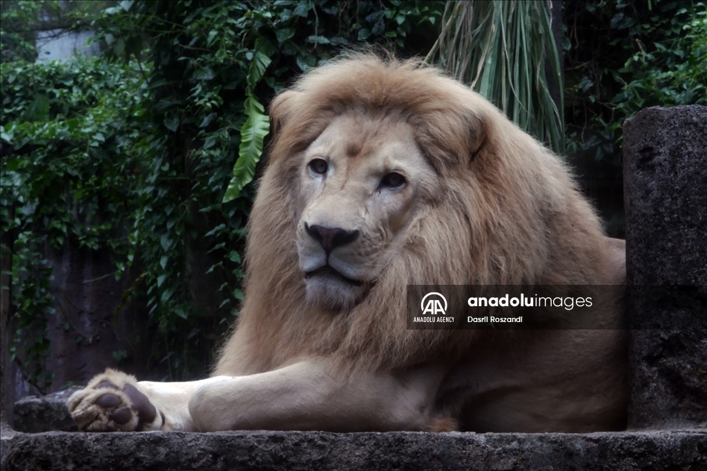 Lions of Indonesian Safari Park in Bogor