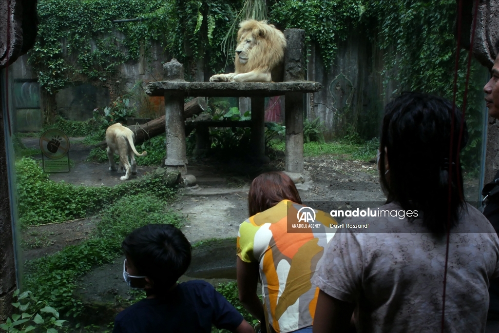 Lions of Indonesian Safari Park in Bogor