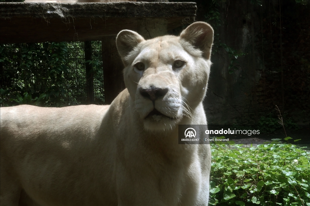 Lions of Indonesian Safari Park in Bogor