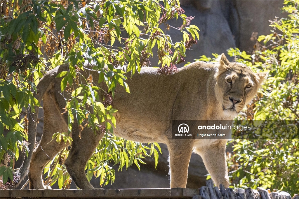 Londra'da Dünya Aslan Günü