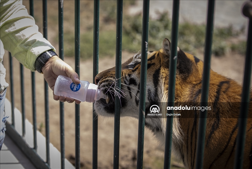  Dünya Aslan Günü
