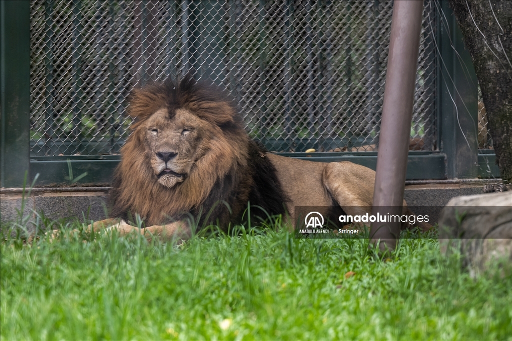 World Lion Day in China’s Guangzhou