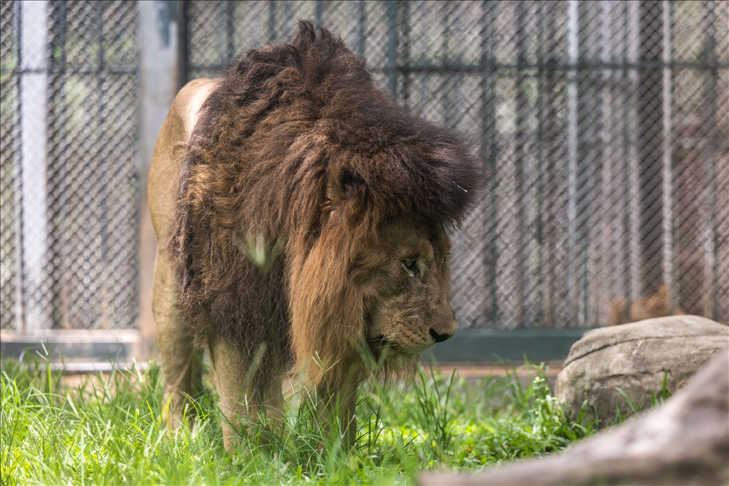 World Lion Day in China’s Guangzhou