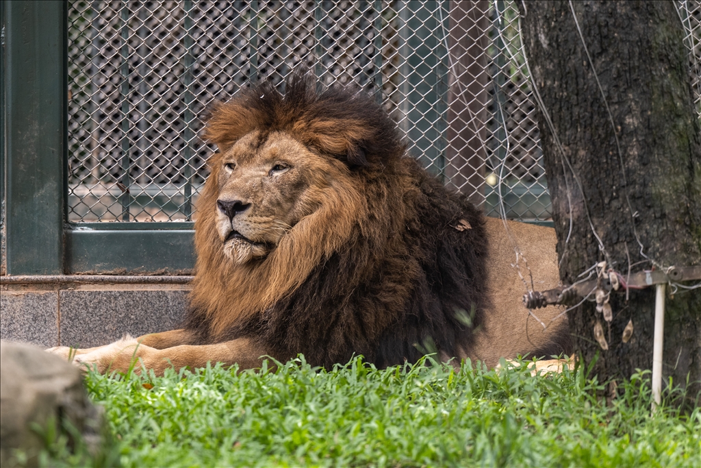 World Lion Day in China’s Guangzhou