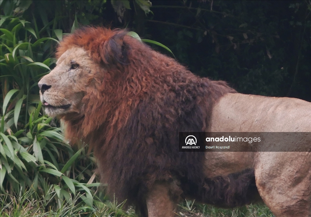 Lions of Indonesian Safari Park in Bogor