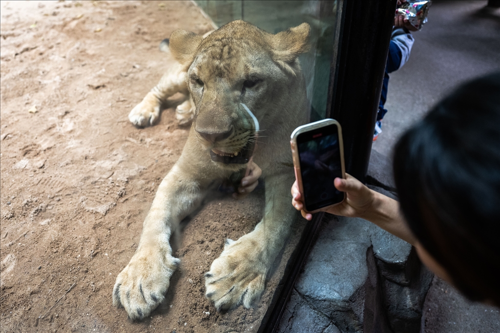 World Lion Day in China’s Guangzhou