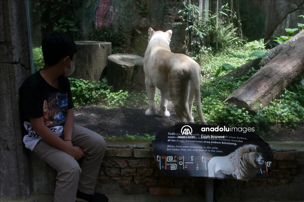 Lions of Indonesian Safari Park in Bogor
