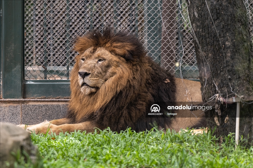 World Lion Day in China’s Guangzhou