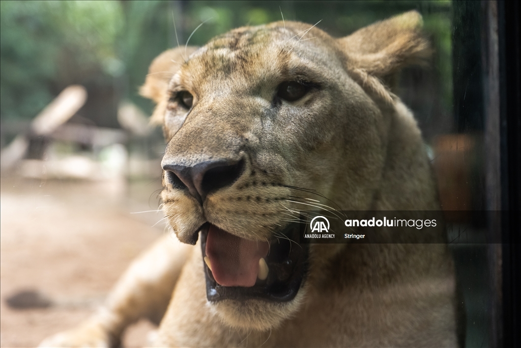 World Lion Day in China’s Guangzhou