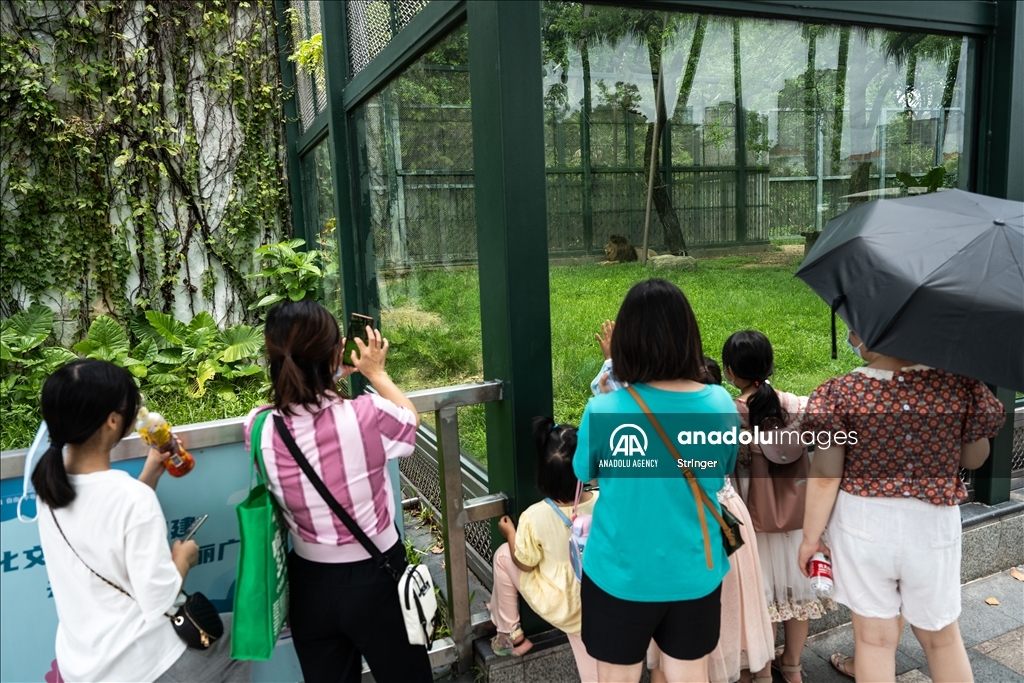 World Lion Day in China’s Guangzhou