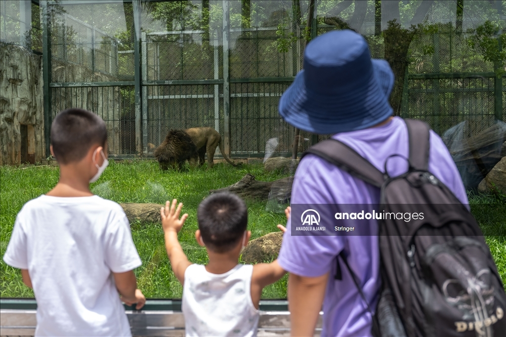 Çin'de Dünya Aslan Günü